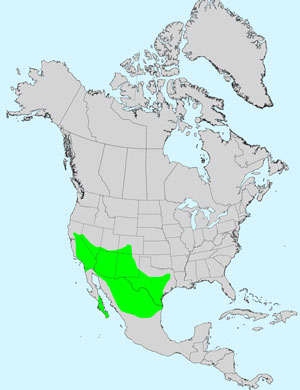 North America species range map for Coulter's Horseweed, Laennecia coulteri: Click image for full size map.